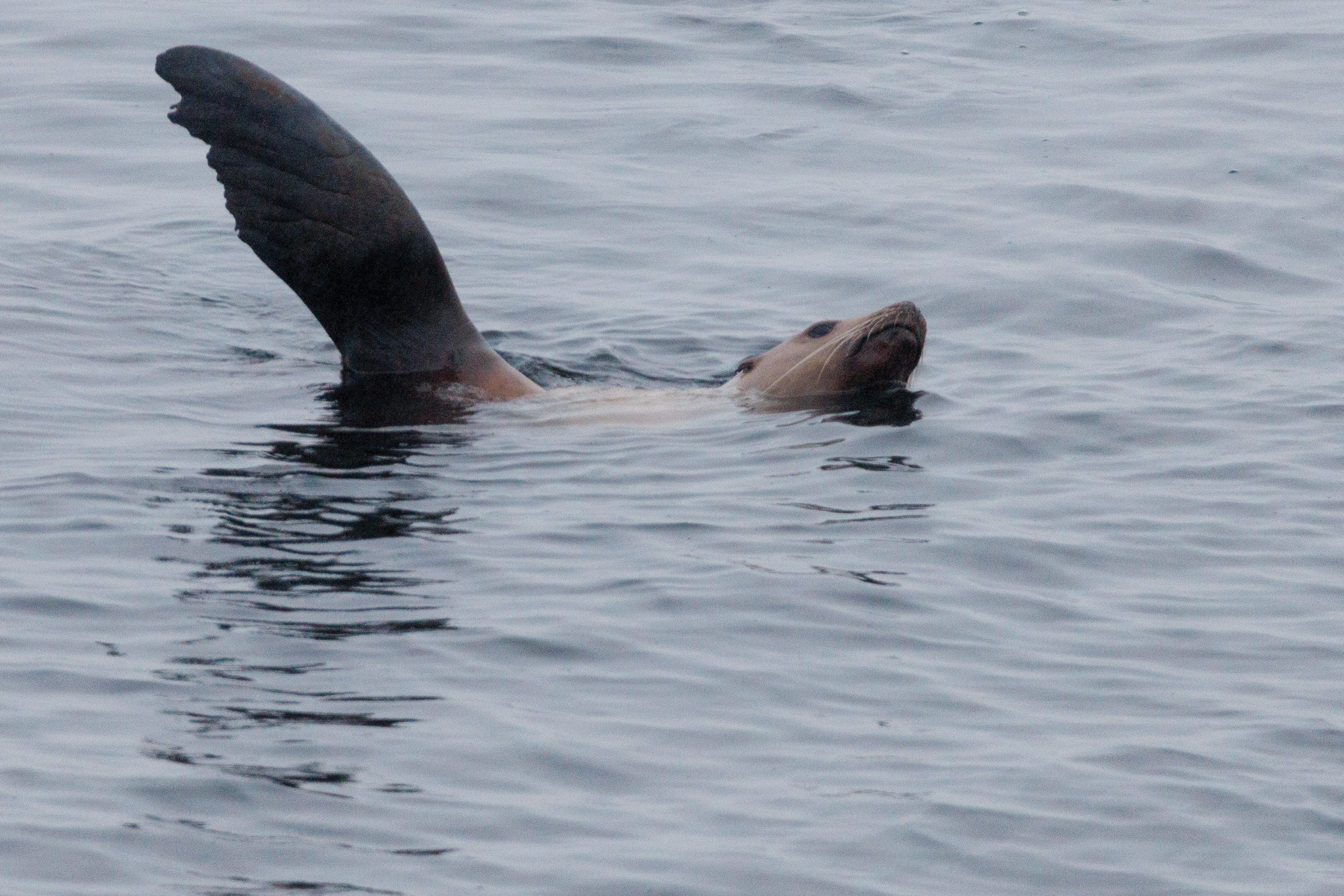 2023 02 02 SeaLion CMYK